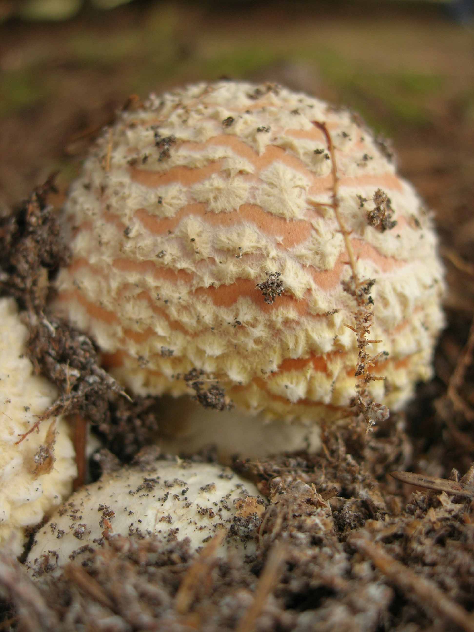 Cosa ha da fare un marinaio in montagna se non....